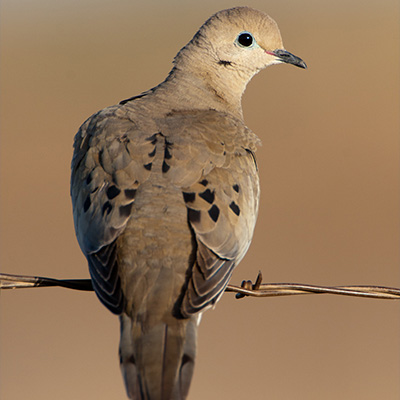 Dove Season